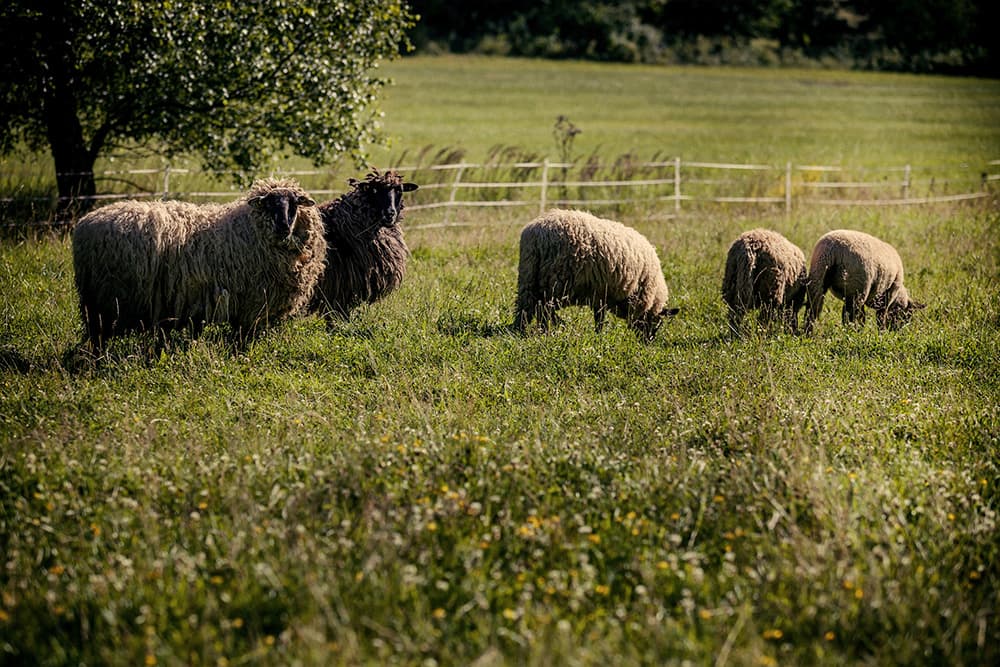 Sheeps
